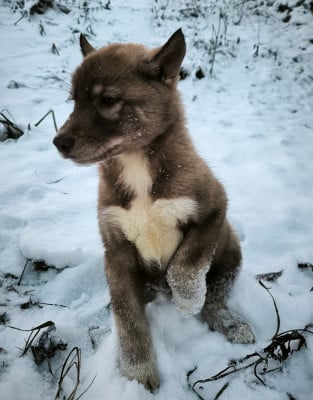 Les chiots de Siberian Husky
