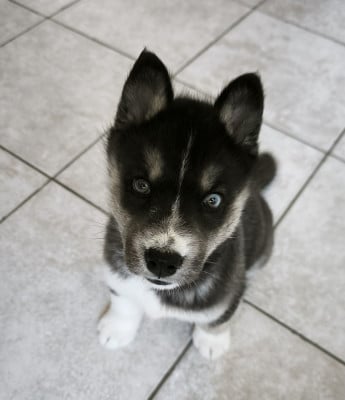 Les chiots de Siberian Husky