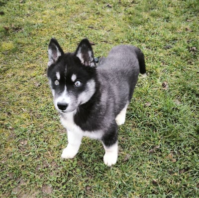 Les chiots de Siberian Husky