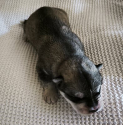Les chiots de Siberian Husky