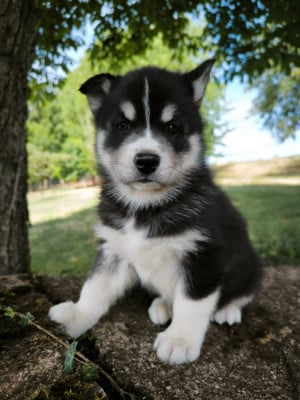 Les chiots de Siberian Husky