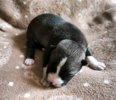 Les chiots de Siberian Husky