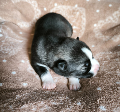 Les chiots de Siberian Husky