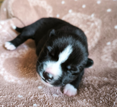 Les chiots de Siberian Husky