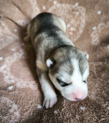Les chiots de Siberian Husky