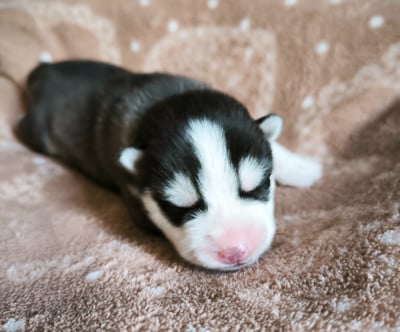 Les chiots de Siberian Husky