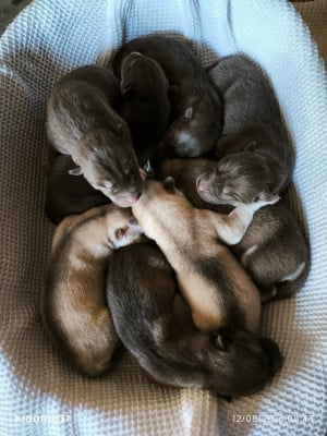 Siberian Husky