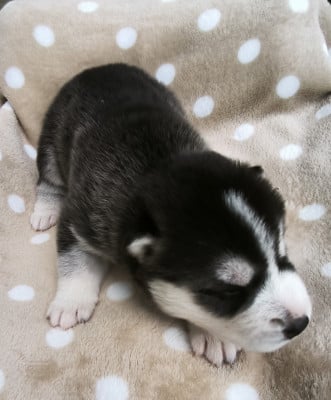 CHIOT 3 - Siberian Husky