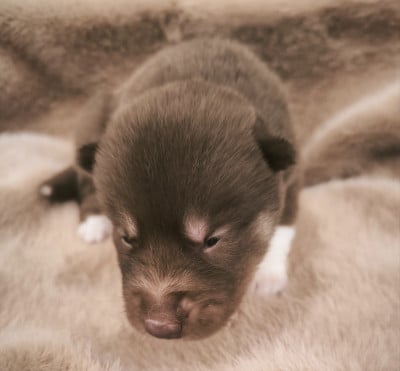 Les chiots de Siberian Husky