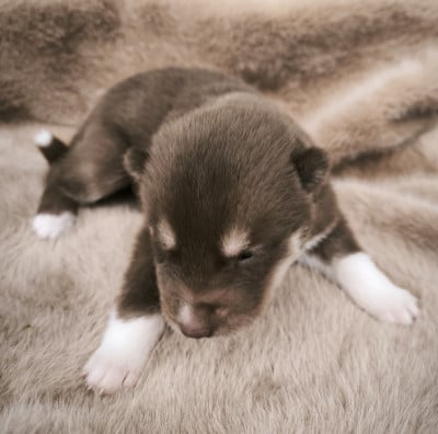 Les chiots de Siberian Husky