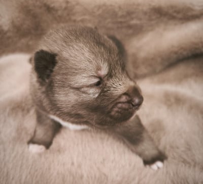 Les chiots de Siberian Husky