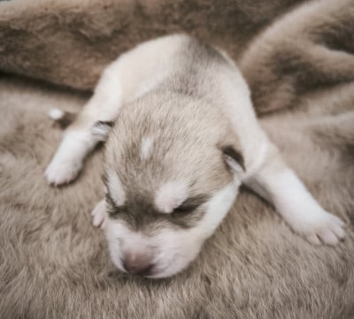Les chiots de Siberian Husky