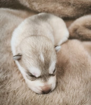 Les chiots de Siberian Husky