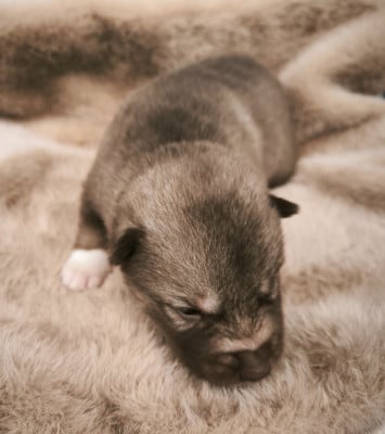 Les chiots de Siberian Husky