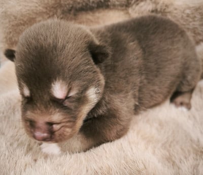 Les chiots de Siberian Husky