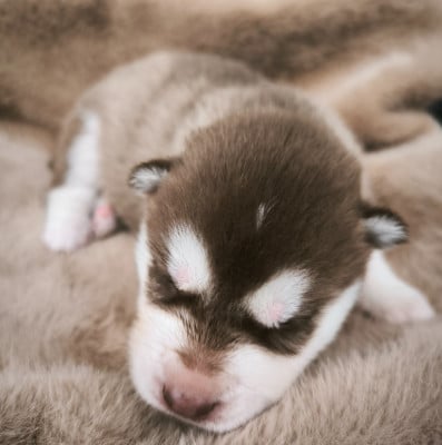 Les chiots de Siberian Husky