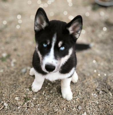 Les chiots de Siberian Husky