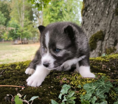 Les chiots de Siberian Husky