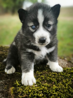Les chiots de Siberian Husky