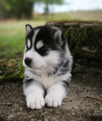 Les chiots de Siberian Husky