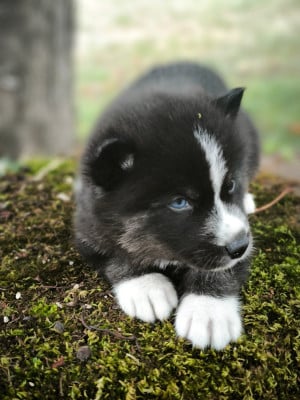Les chiots de Siberian Husky