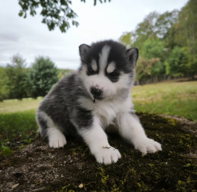 Les chiots de Siberian Husky