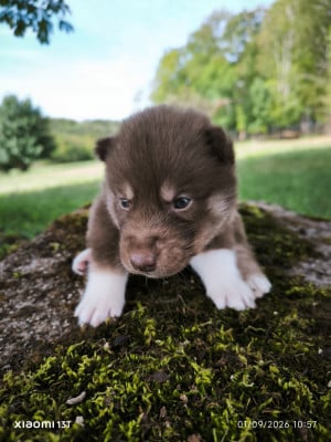 Les chiots de Siberian Husky