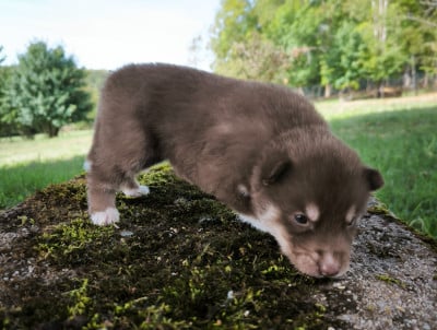 Les chiots de Siberian Husky