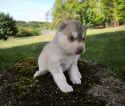 Les chiots de Siberian Husky