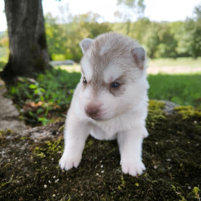 Les chiots de Siberian Husky