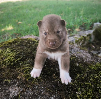 Les chiots de Siberian Husky