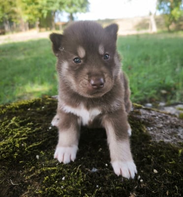 Les chiots de Siberian Husky
