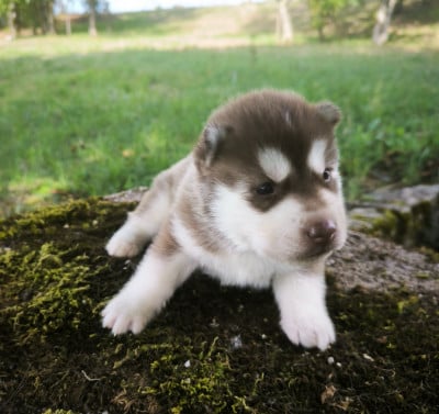Les chiots de Siberian Husky
