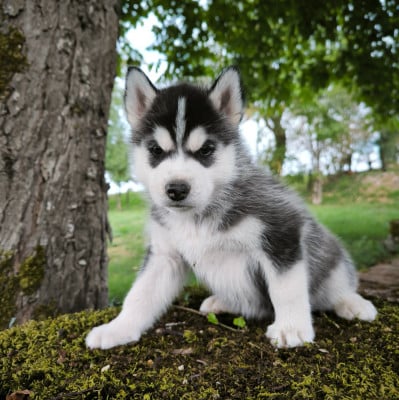 Les chiots de Siberian Husky