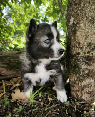 Les chiots de Siberian Husky