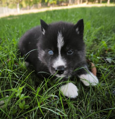 Les chiots de Siberian Husky