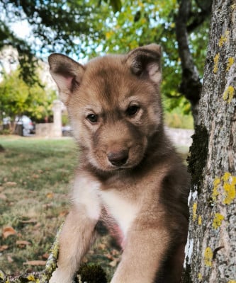 Les chiots de Siberian Husky