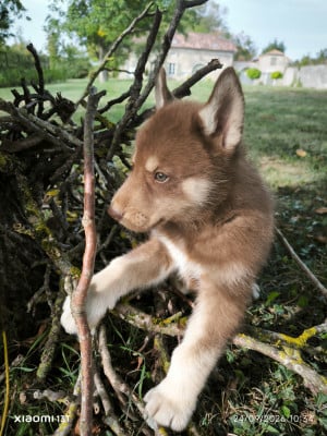 Les chiots de Siberian Husky