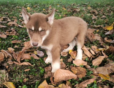 CHIOT 7 - Siberian Husky