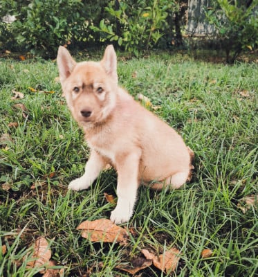 Les chiots de Siberian Husky