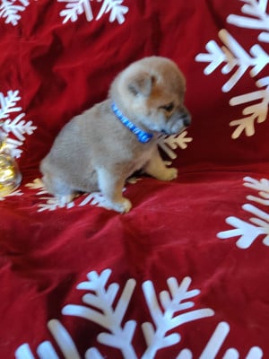 Les chiots de Shiba