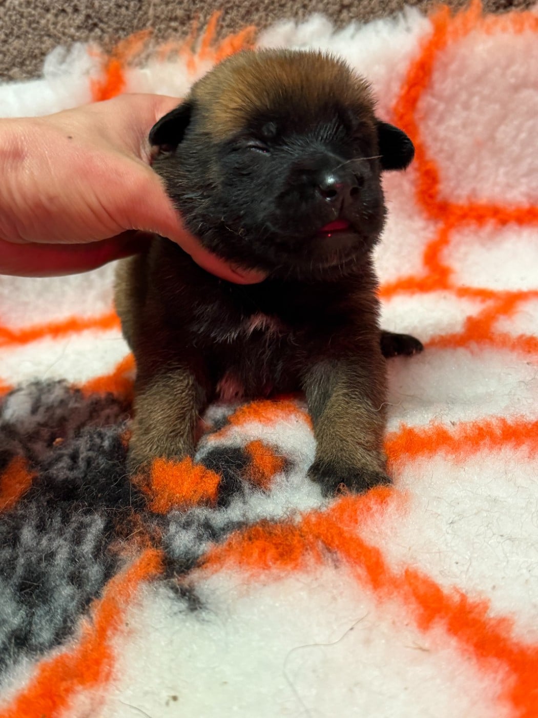 CHIOT 2 - Berger Belge