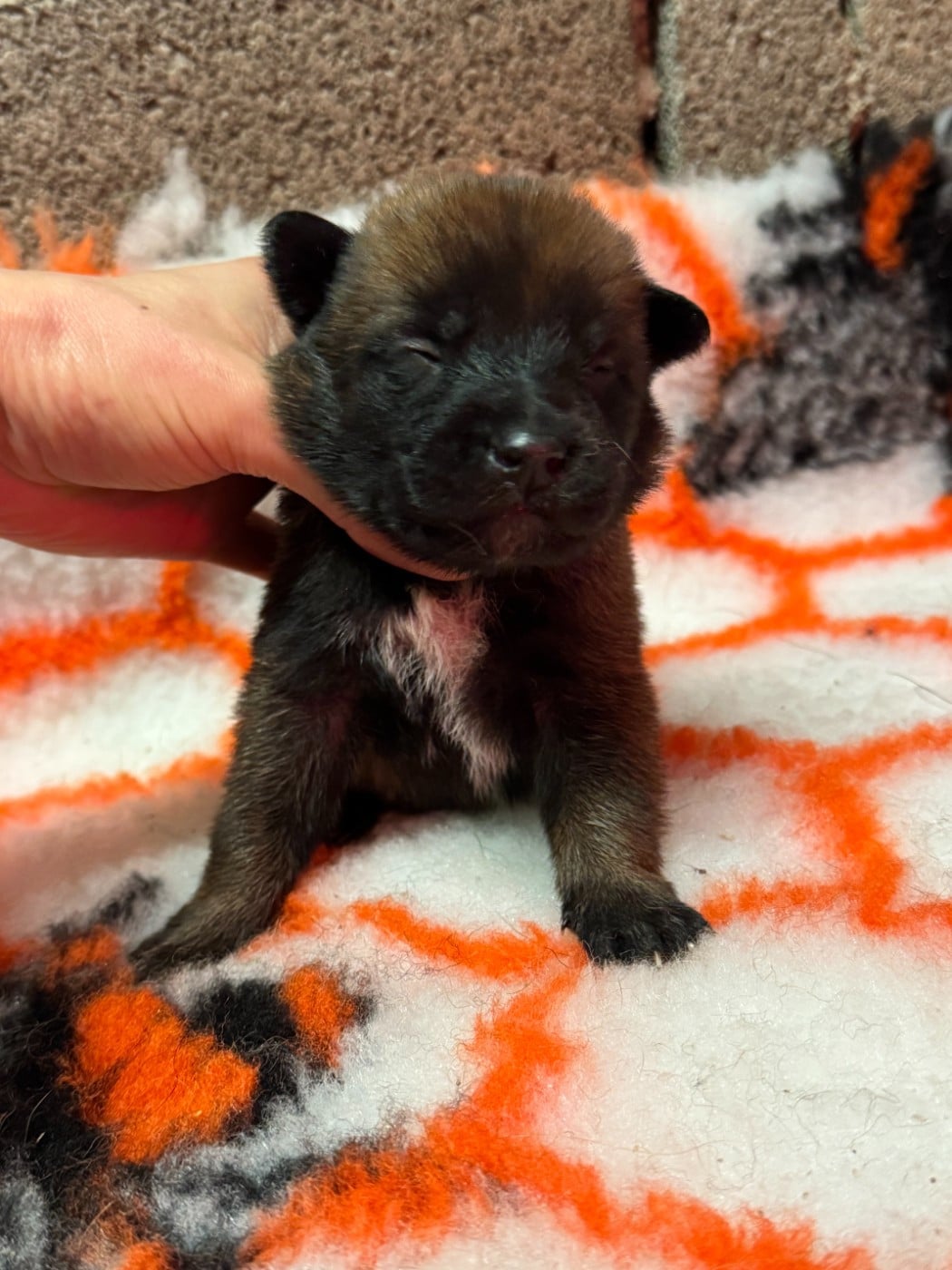 CHIOT 5 - Berger Belge