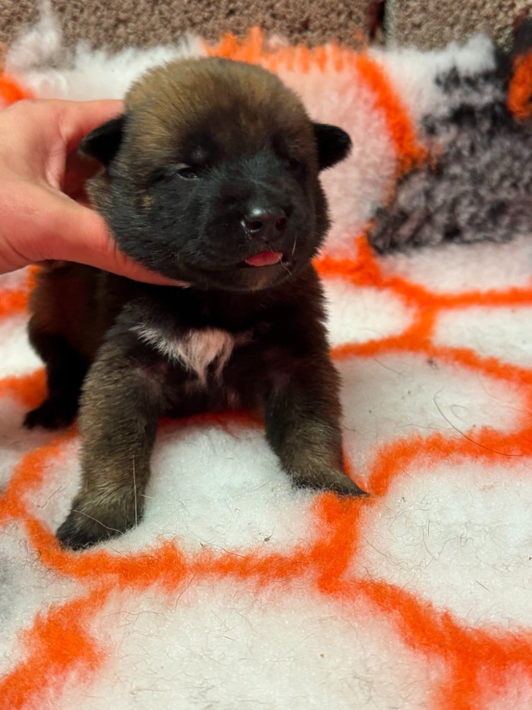 CHIOT 9 - Berger Belge