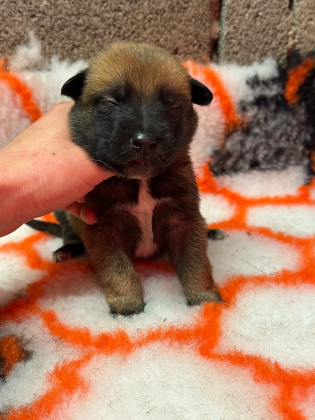 CHIOT 10 - Berger Belge