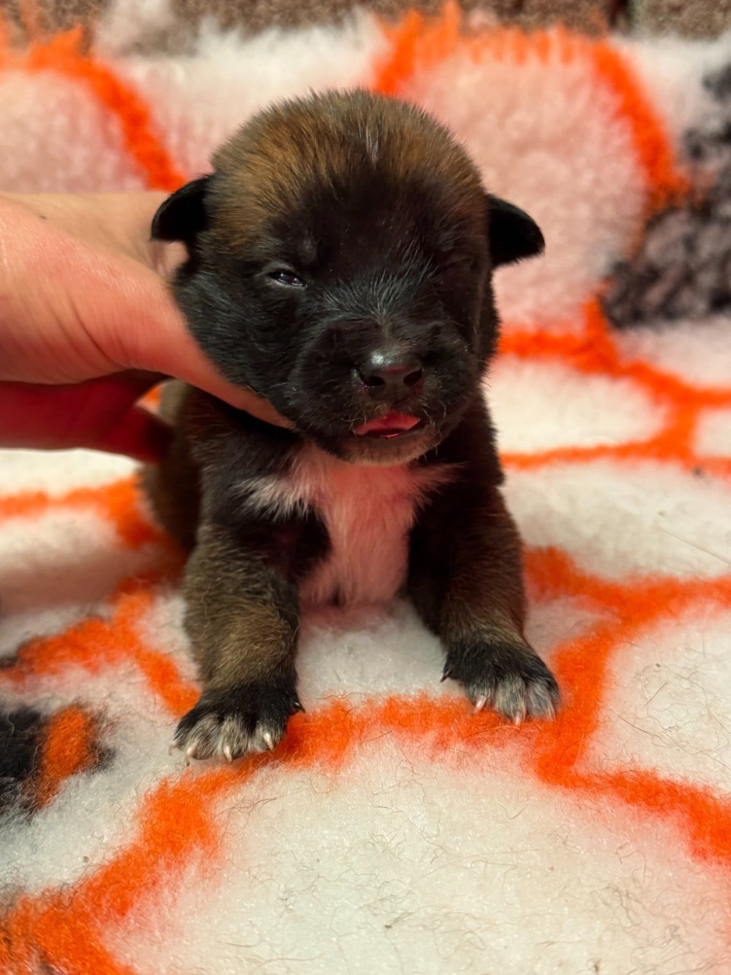 CHIOT 12 - Berger Belge