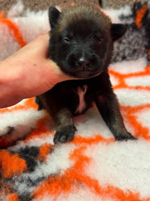 CHIOT 3 - Berger Belge