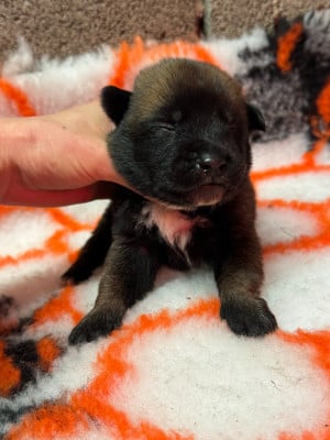 CHIOT 4 - Berger Belge