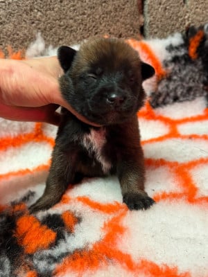 CHIOT 5 - Berger Belge