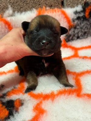 CHIOT 6 - Berger Belge